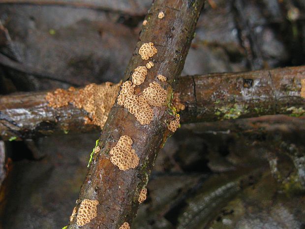 padrobnica Cyphellopsis sp.