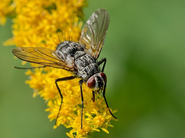 bystruša Dinera ferina