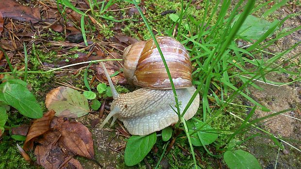 slimák domový Helix pomatia