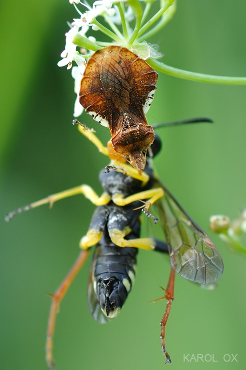 fymáta dravá Phymata crassipes