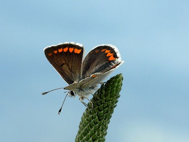 modráčik obyčajný (sk) / modrásek jehlicový (cz) Polyommatus icarus Rottemburg, 1775