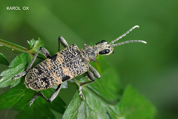 fuzáč Rhagium mordax