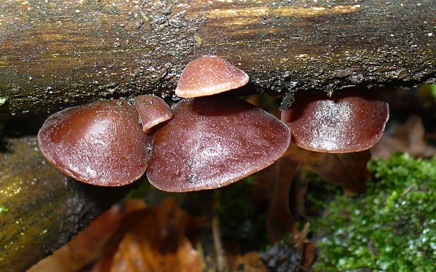 uchovec bazový Auricularia auricula-judae var. lactea Quél