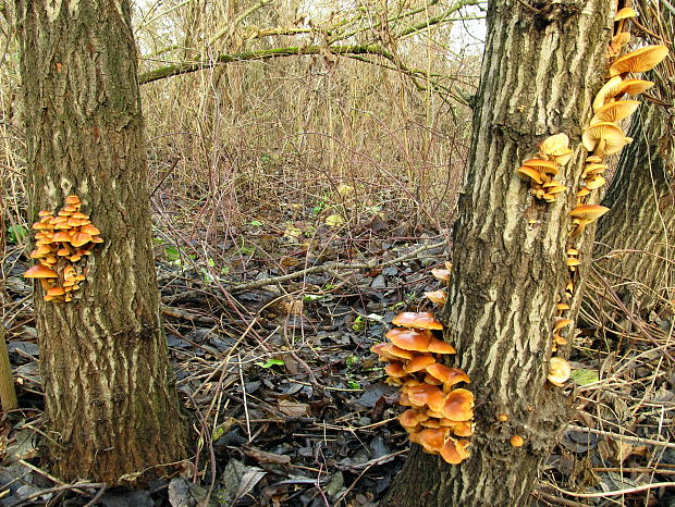 plamienka - biotop Flammulina sp.