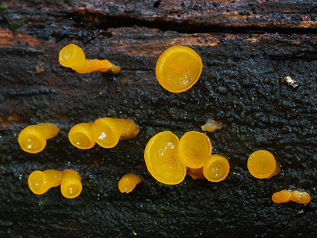 trasľavka pohárikovitá Guepiniopsis buccina (Pers.) L.L. Kenn.