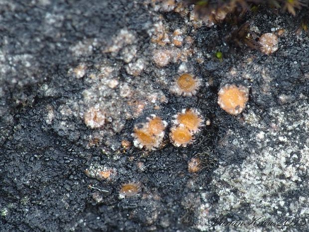 kryptovka jenská Gyalecta jenensis var. jenensis (Batsch) Zahlbr.