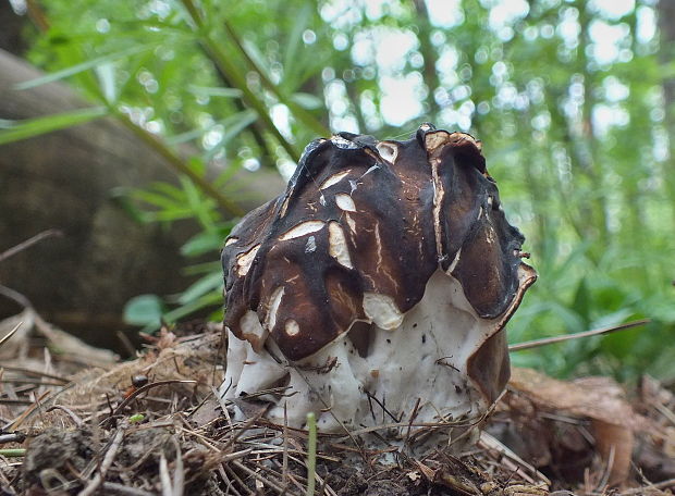 ušiak obrovský Gyromitra gigas (Krombh.) Cooke