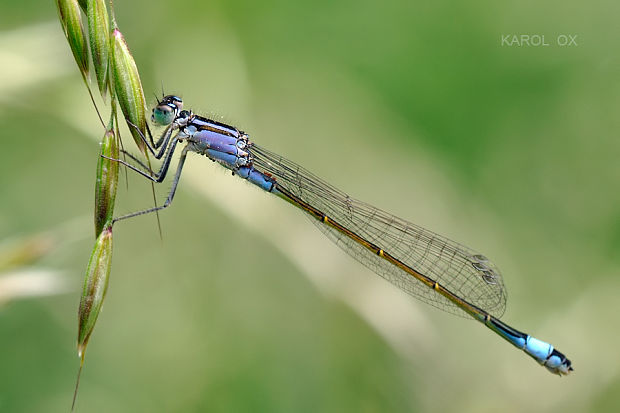 šidielko väčšie Ischnura elegans