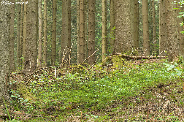 plávka mandľová BIOTOP Russula vesca Fr. Russula vesca HABITAT