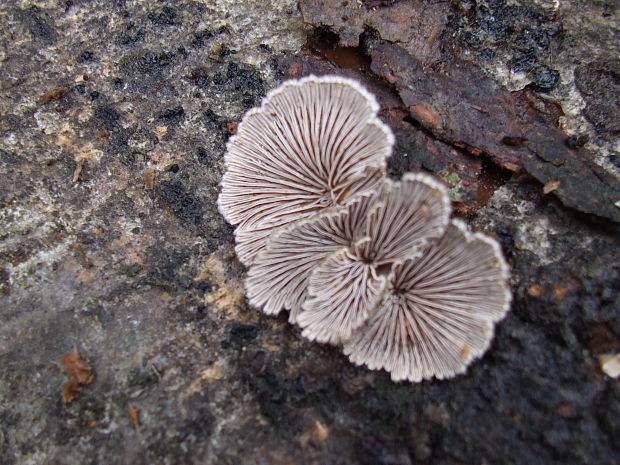 klanolupeňovka obyčajná Schizophyllum commune Fr.