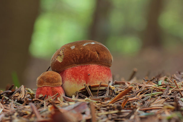 hríb zrnitohlúbikový Sutorius luridiformis (Rostk.) G. Wu & Zhu L. Yang