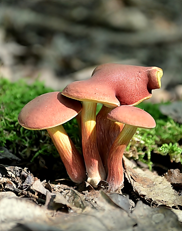 suchohríb Xerocomus sp.