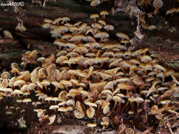 tanečnička zvončekovitá Xeromphalina campanella (Batsch) Maire