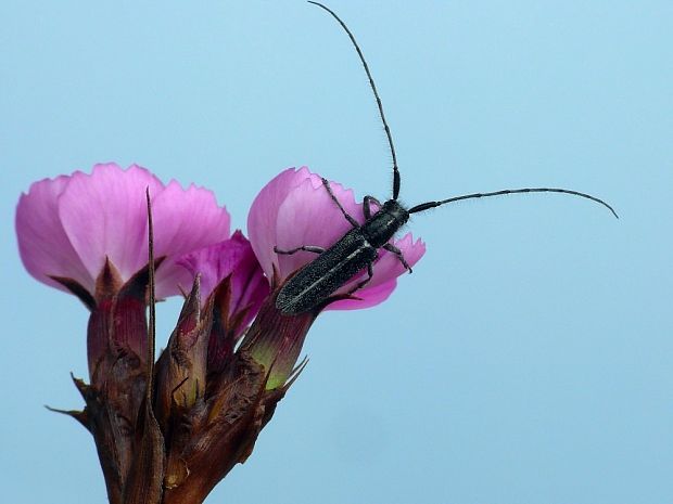 vrzúnik (sk) / kozlíček (cz) Agapanthia cardui Linnaeus, 1767