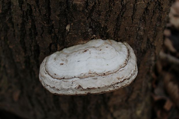 práchnovec kopytovitý Fomes fomentarius (L.) J.J. Kickx