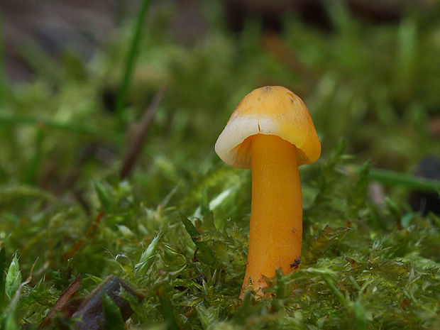 lúčnica žltozelená Gliophorus psittacinus (Schaeff.) Herink