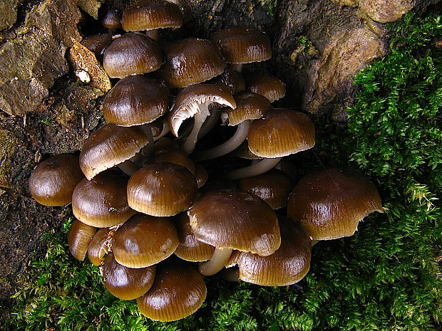 prilbička hnedosivá Mycena tintinnabulum (Paulet) Quél.