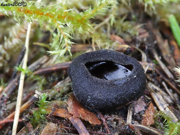 misôčka černastá Pseudoplectania nigrella (Pers.) Fuckel