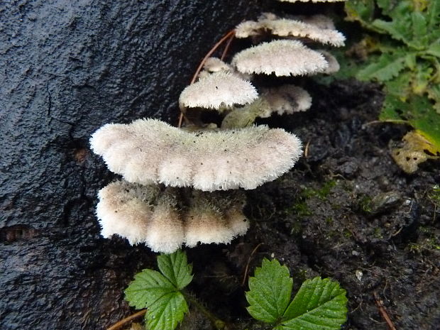 klanolupeňovka obyčajná Schizophyllum commune Fr.