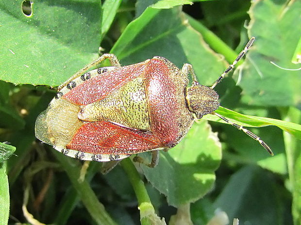 kněžice chlupatá/bzdocha obyčajná Dolycoris baccarum