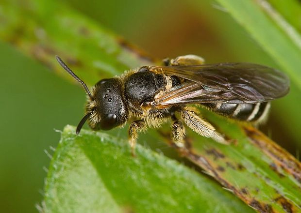 včielka pásikavá Halictus quadricinctus