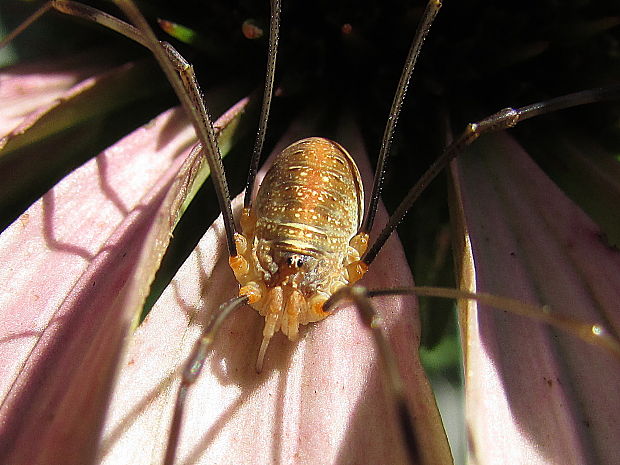 sekáč domácí Opilio parietinus