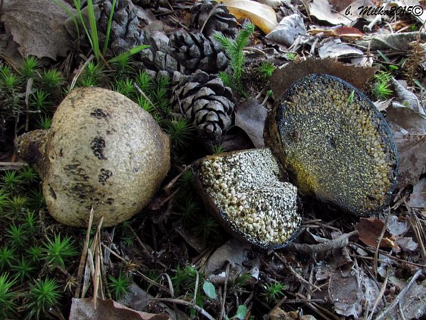 hráškovec obyčajný Pisolithus arhizus (Scop.) Rauschert