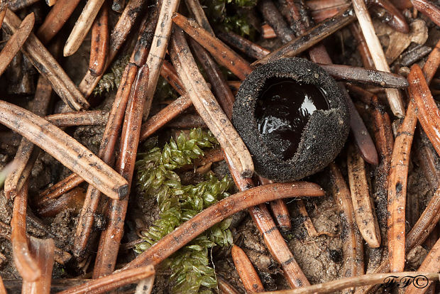 misôčka černastá Pseudoplectania nigrella (Pers.) Fuckel