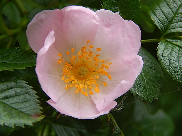 ruža šípová Rosa canina L.