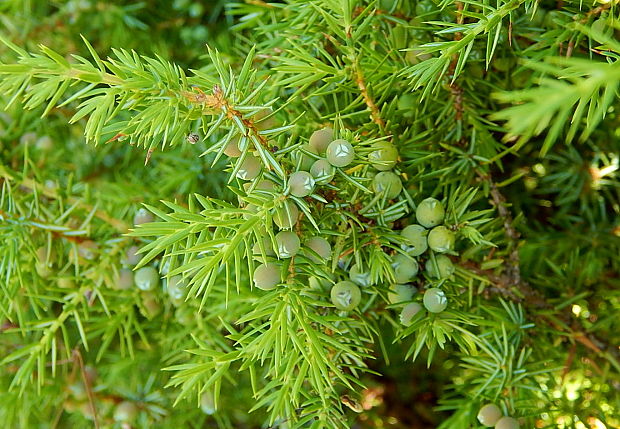 borievka obyčajná Juniperus communis L.