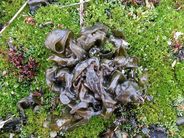 nostok Nostoc commune