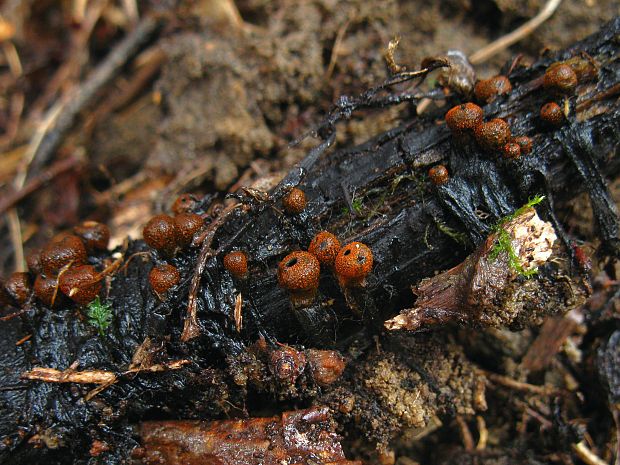 pakorienkovka čierna Plectania melastoma (Sowerby) Fuckel