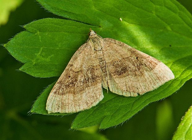 piadivka stoklasová Scotopteryx chenopodiata