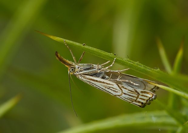 trávovec mriežkovaný Chrysocrambus craterella