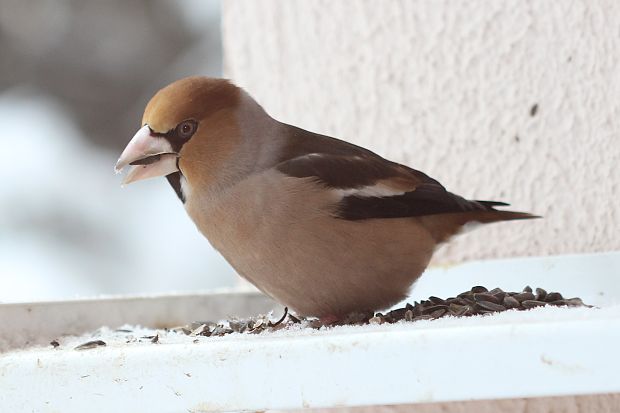 glezg hrubozobý Coccothraustes coccothraustes