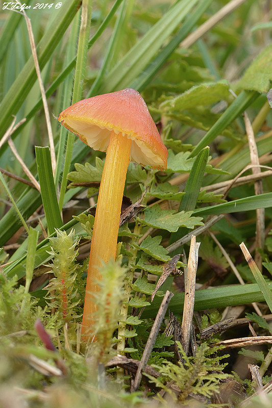 lúčnica kužeľovitá Hygrocybe conica (Schaeff.) P. Kumm.