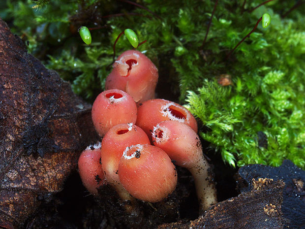 ohnivček zimný Microstoma protractum (Fr.) Kanouse