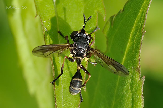 okanka Physocephala rufipes