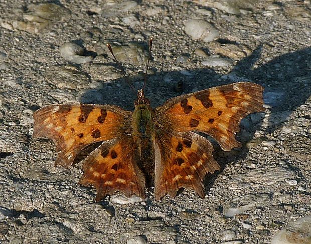 babôčka zubatokrídla Polygonia c-album