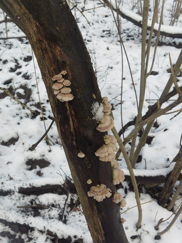 klanolupeňovka obyčajná Schizophyllum commune Fr.