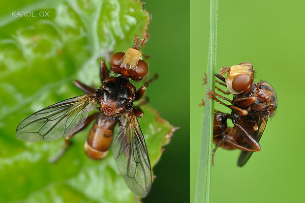 okanka Sicus sp.