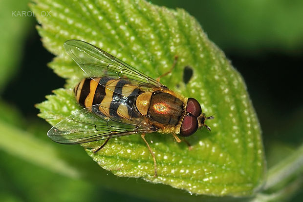 pestrica ríbezľová  Syrphus ribesii