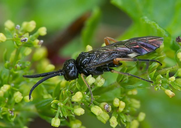 piliarka Allantus balteatus