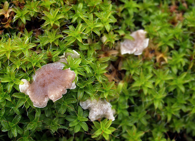 rebrovička Arrhenia sp.