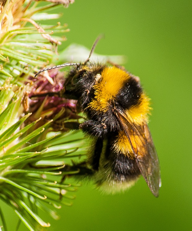 čmeľ Bombus ruderatus