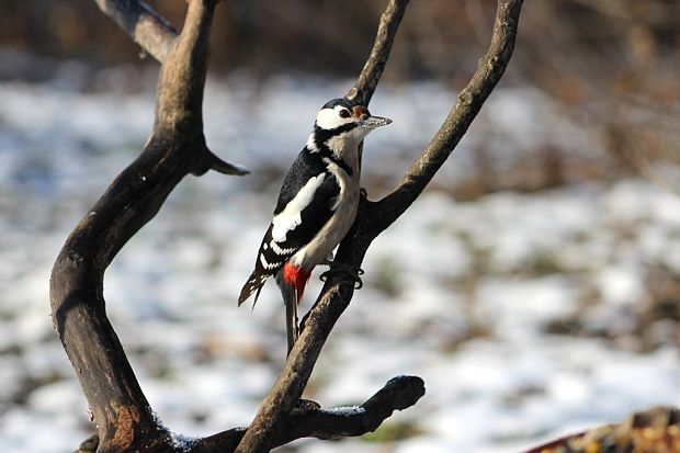 ďateľ veľký Dendrocopos major