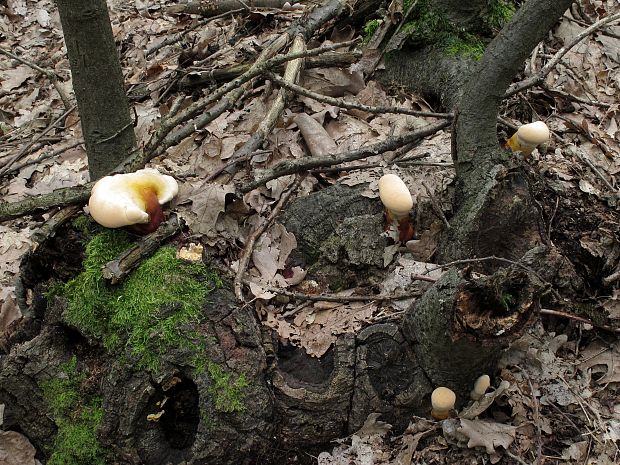 lesklokôrovka obyčajná Ganoderma lucidum (Curtis) P. Karst.