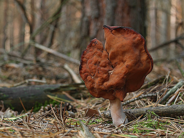 ušiak mitrovitý Gyromitra infula (Schaeff.) Quél.