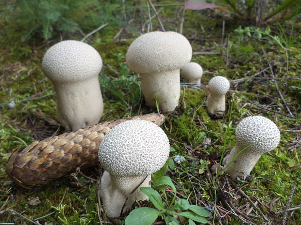 prášnica bradavičnatá Lycoperdon perlatum Pers.