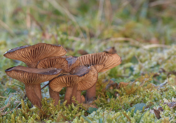 strmulica čiaškovitá Pseudoclitocybe cyathiformis? (Bull.) Singer